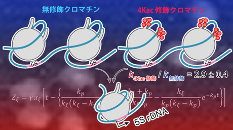 エピゲノムの制御を受けた転写の方程式